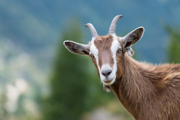Goat Adobe Stock Photo