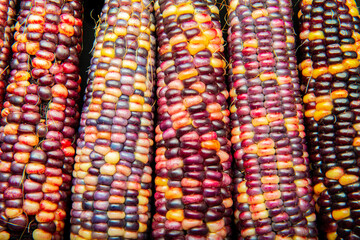 Indian Corn Adobe Stock Photo