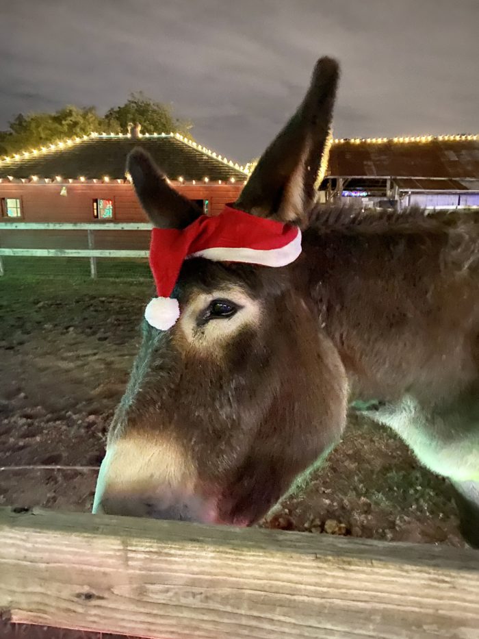 Heritage Farmstead Museum's donkey