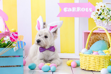 Dog Easter Photo Adobe Stock