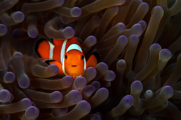 Nemo Adobe Stock Photo