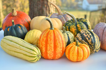 Winter Squash Adobe Stock Photo