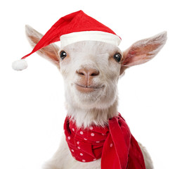 Christmas Goat Adobe Stock Photo