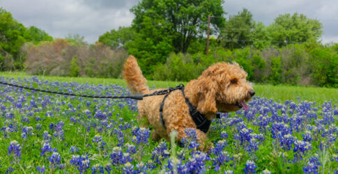 Image of Discover Trails, Fishing Spots, and Other Nature Areas in Plano