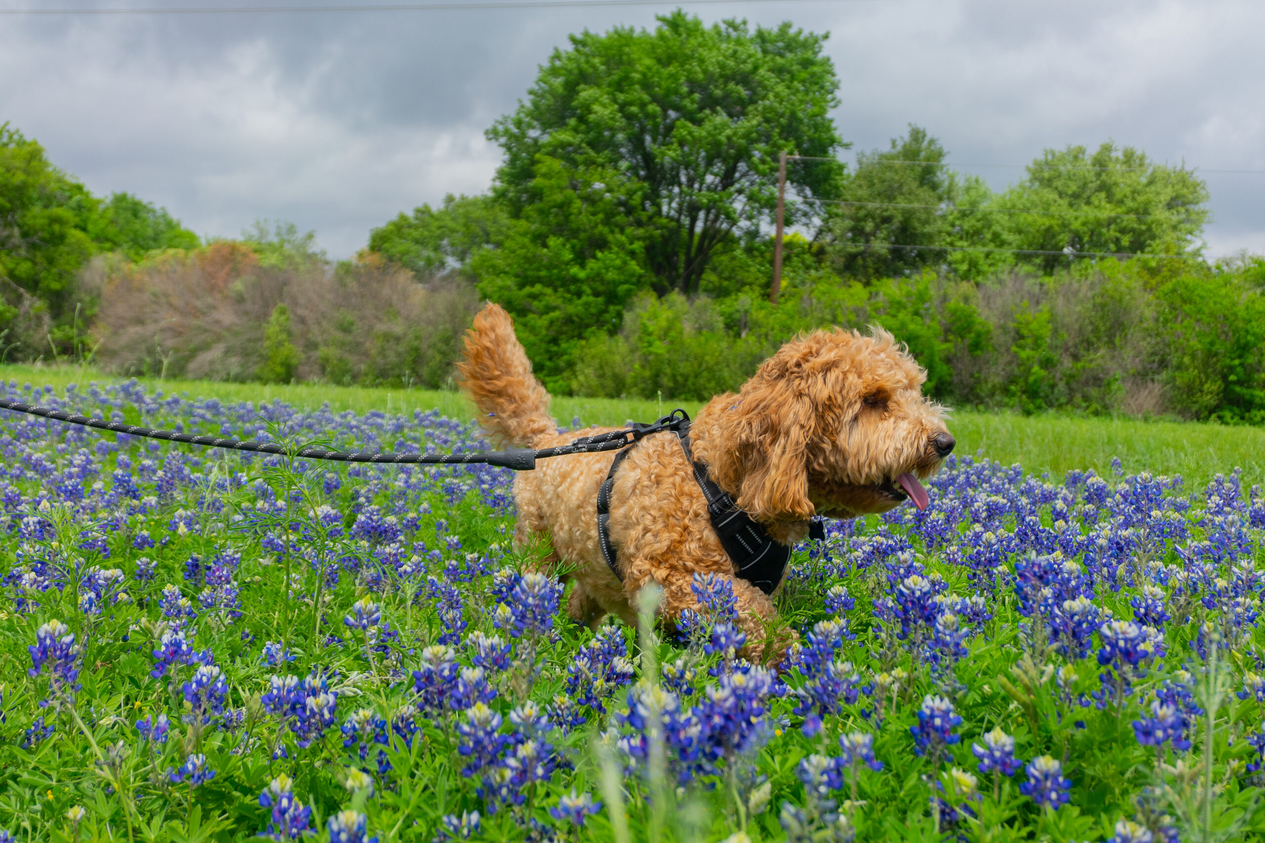 Dog across a bed of bluebonnets