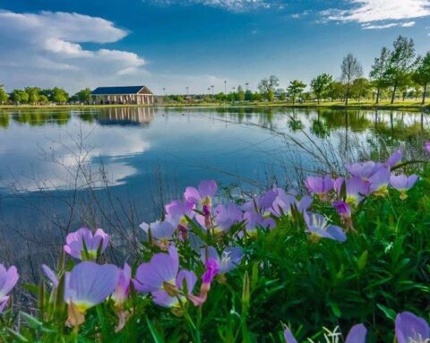 Image of Your Guide to Mental Health & Wellness in Plano