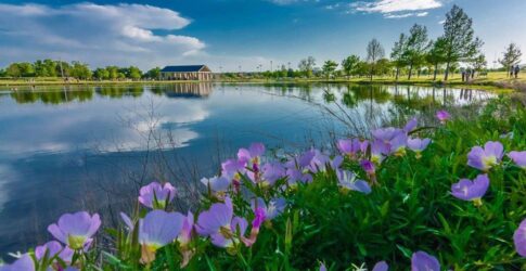 Image of Your Guide to Mental Health & Wellness in Plano