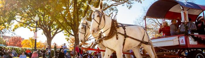 Two white horses pull a red and white wagon with people sitting inside during a sunny autumn parade. Spectators line the street, and colorful fall trees are in the background.