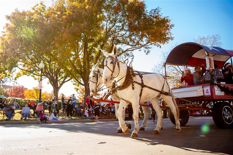 Two white horses pull a red and white wagon with people sitting inside during a sunny autumn parade. Spectators line the street, and colorful fall trees are in the background.